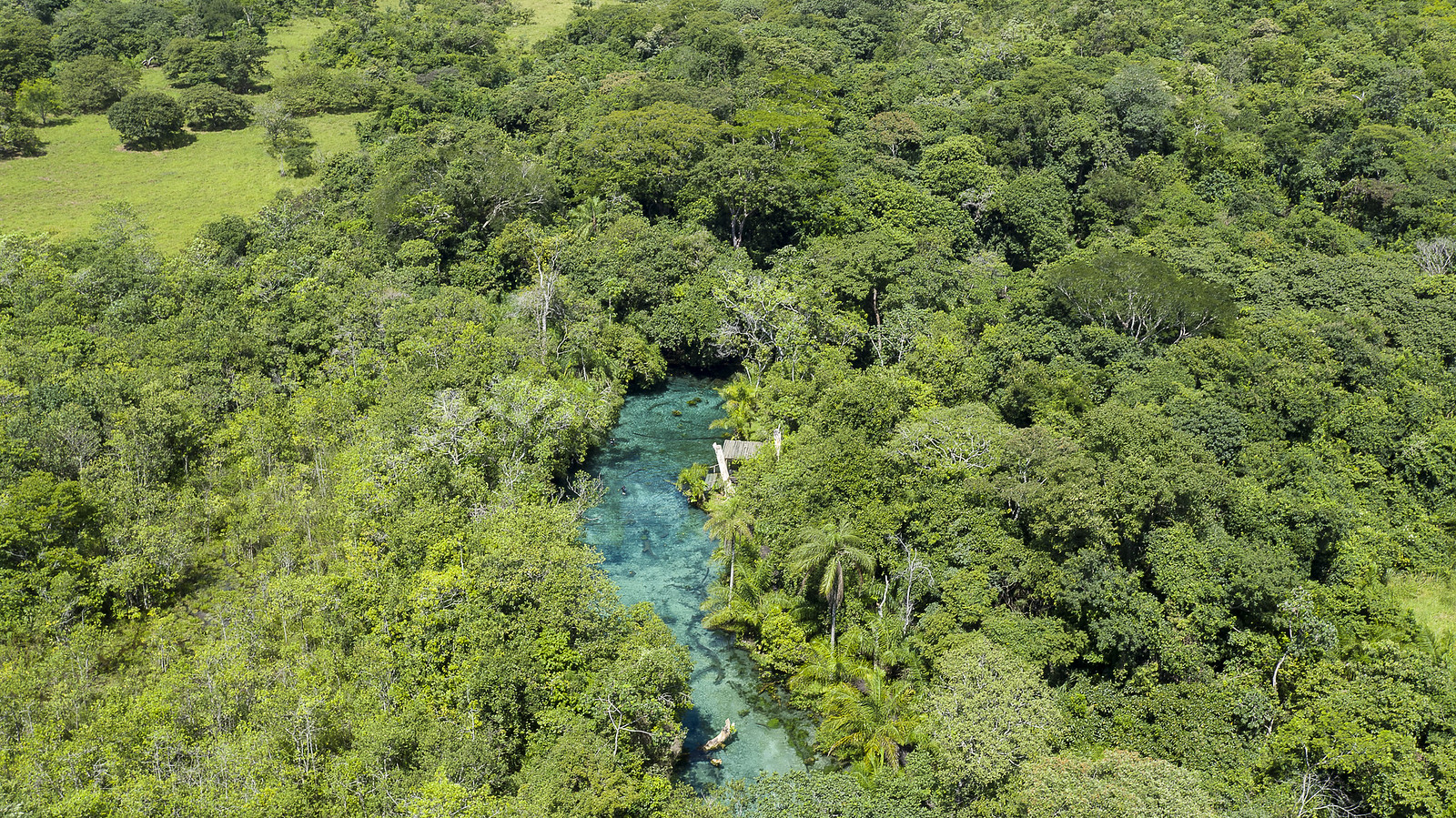 Dia do Pantanal: descubra as maravilhas naturais que o santuário brasileiro tem a oferecer
