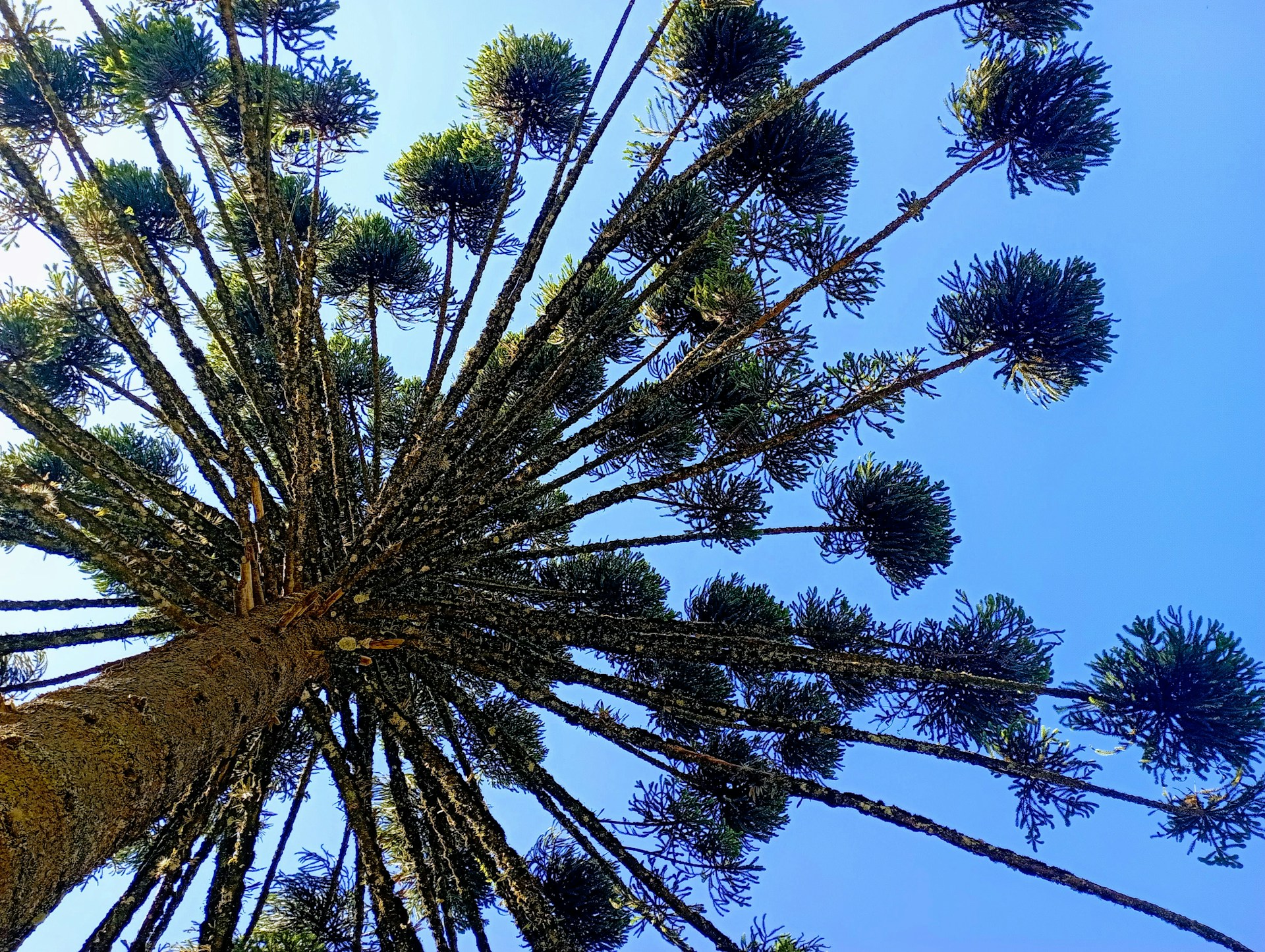 Entre montanhas e sabores: viva o melhor de Monte Verde em janeiro