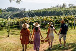 Colheita de uvas: Vindima é atração da Região Uva e Vinho durante o verão 2026