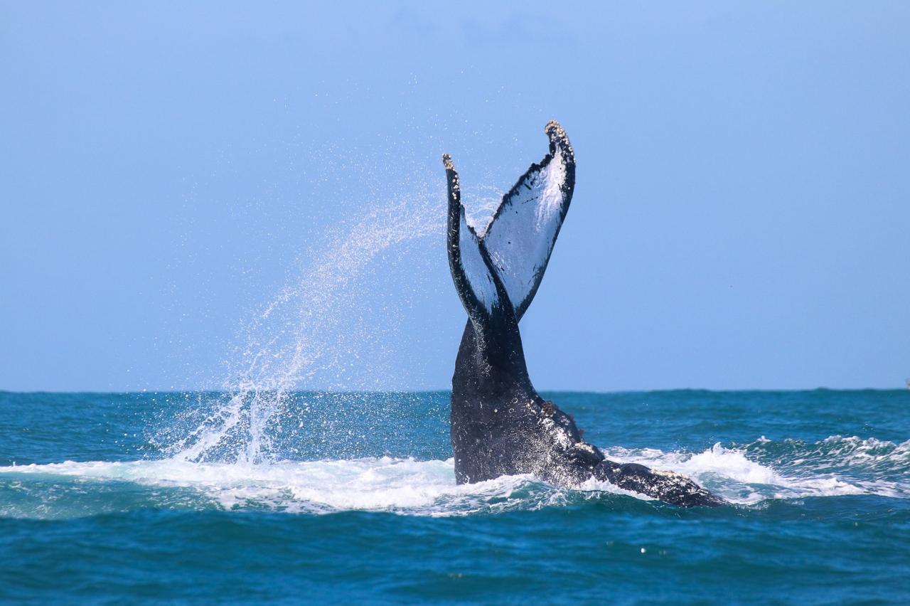Projeto de Avistamento Responsável de Baleias e Cetáceos de São Sebastião conquista Prêmio Nacional do Turismo
