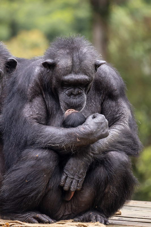 Conheça o novo chimpanzé do Zoológico de São Paulo