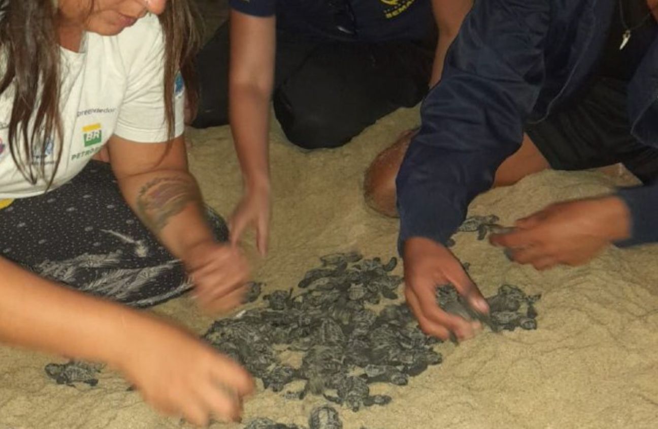 Proteção ambiental e alta temporada convivem em harmonia no litoral de São Sebastião (SP)