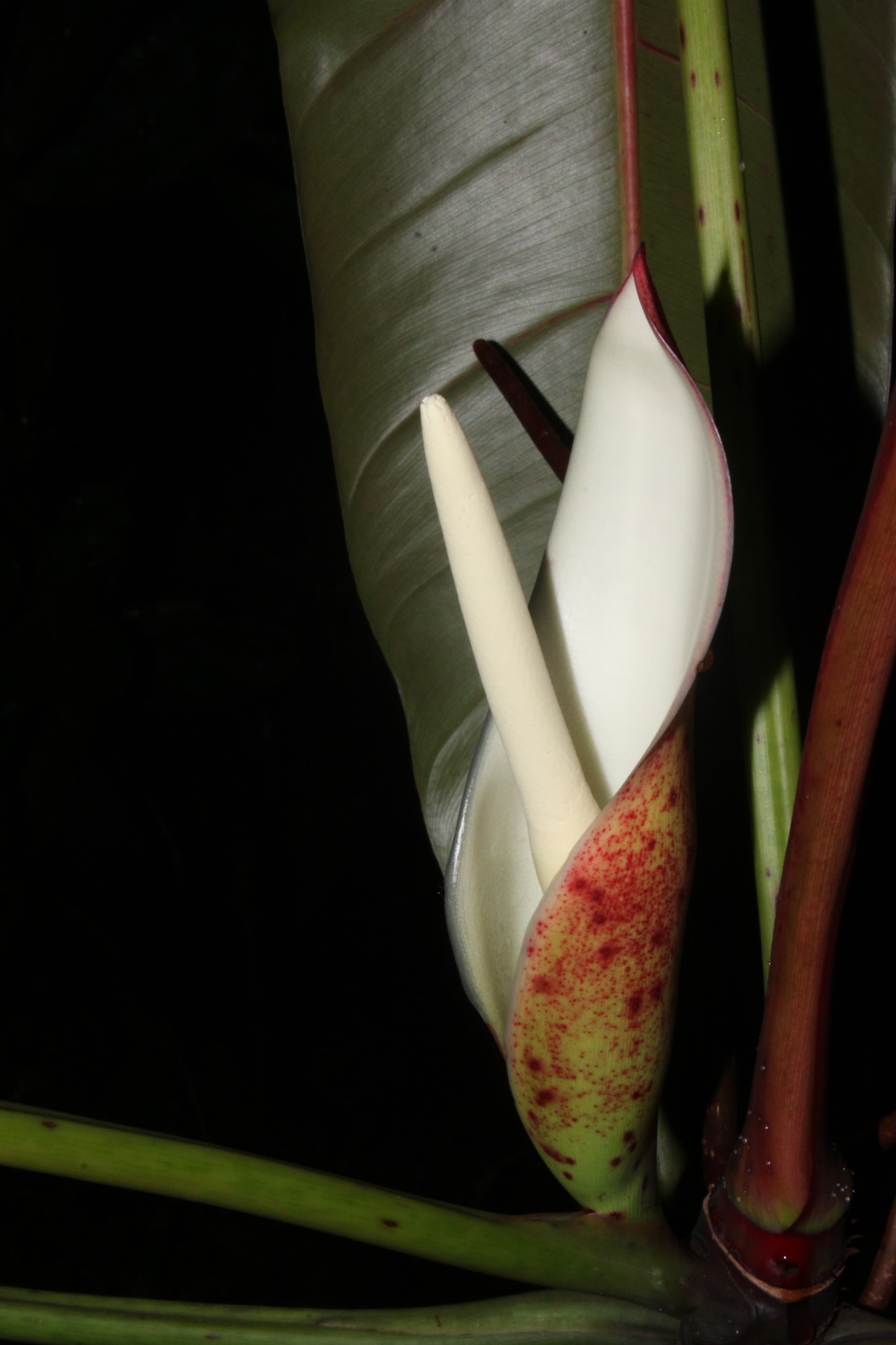 Nova espécie de planta é descoberta nas montanhas do Espírito Santo