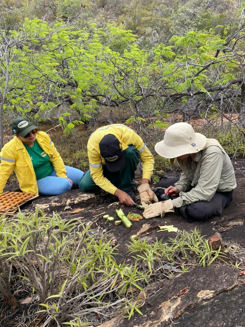 Serra do Espinhaço: Recente descoberta de novas espécies de plantas na região