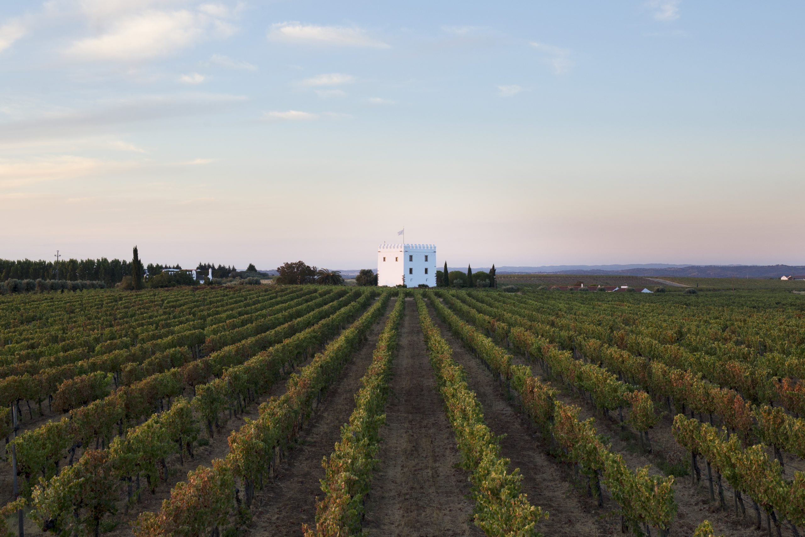 Cinco vinícolas no Alentejo para descobrir rótulos inesquecíveis