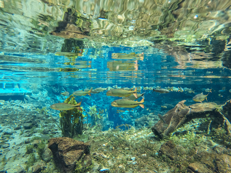 Bonito ganha projeção para 2027, com a Nascente Azul como atrativo mais visitado