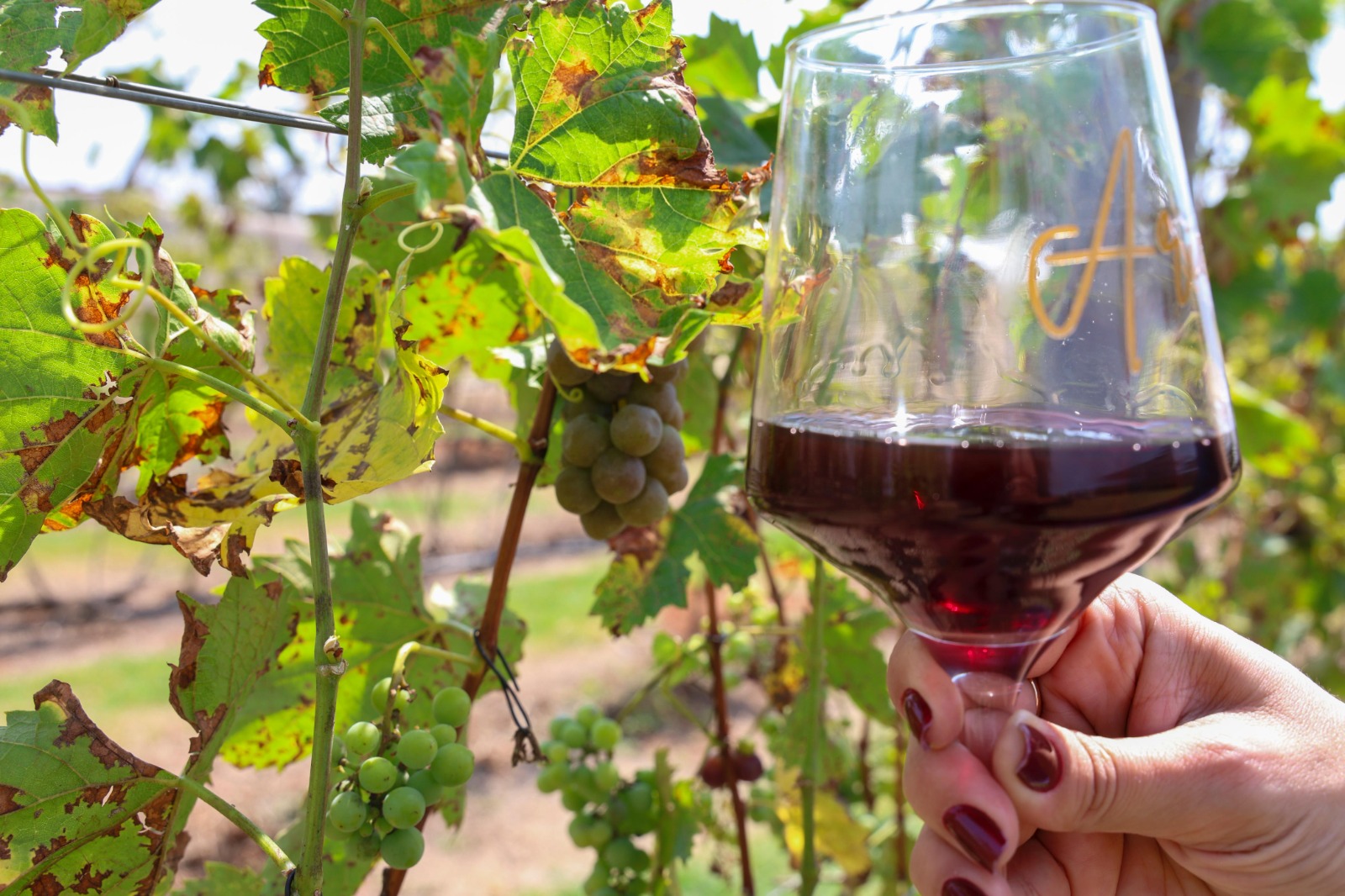 Da colheita à mesa: Setur-SP celebra o Dia do Enólogo com destinos de vinho em SP